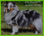 blue merle